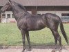 stallion Buchsbaum xx (Thoroughbred, 1962, from Naras xx)