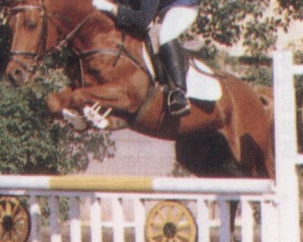 stallion Valencianer (German Riding Pony, 1978, from Valentino)