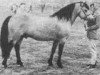 Deckhengst Wisbridge Golden Rebel (Connemara-Pony, 1959, von Inver Rebel)