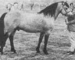 stallion Wisbridge Golden Rebel (Connemara Pony, 1959, from Inver Rebel)