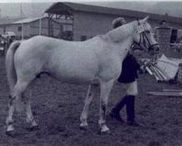 broodmare Clifden Maisie (Connemara Pony, 1965, from Ben Lettery)