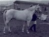 Zuchtstute Clifden Maisie (Connemara-Pony, 1965, von Ben Lettery)