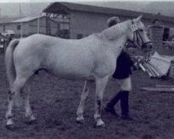 Zuchtstute Clifden Maisie (Connemara-Pony, 1965, von Ben Lettery)