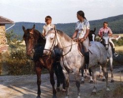 broodmare Ramona (Hessian Warmblood, 1966, from Radetzky)