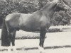stallion Degen (Westphalian, 1980, from Don Juan)