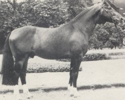 stallion Degen (Westphalian, 1980, from Don Juan)