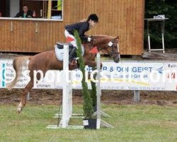 jumper Alissa 36 (German Riding Pony, 2000, from Amarillys Sensation D)