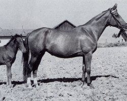 broodmare Ursula (Trakehner, 1941)