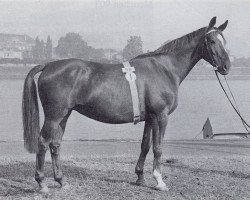 broodmare Sylva (Trakehner, 1943, from Martini)