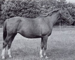 Zuchtstute Riegelstellung (Trakehner, 1940, von Flaggenstreit)