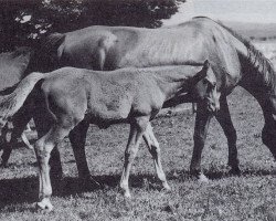 Zuchtstute Renette (Trakehner, 1940, von Piquekoenig)