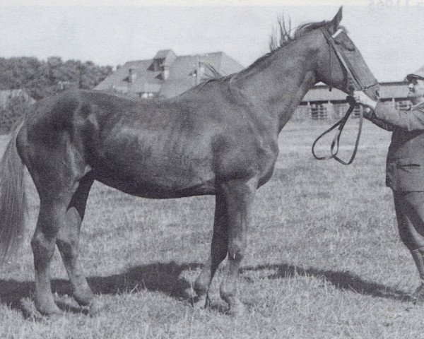 broodmare Palme (Trakehner, 1933, from Hyperion)