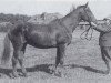 broodmare Palme (Trakehner, 1933, from Hyperion)