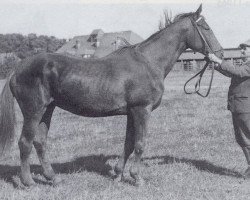 Zuchtstute Palme (Trakehner, 1933, von Hyperion)