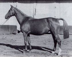 broodmare Moosbeere (Trakehner, 1943, from Sonnentau)