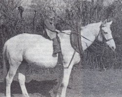 Zuchtstute Mette (Trakehner, 1941, von Sandor)