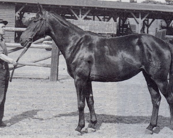 Zuchtstute Line (Trakehner, 1944, von Linneweber)