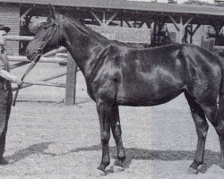 broodmare Line (Trakehner, 1944, from Linneweber)