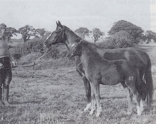 Zuchtstute Libelle (Trakehner, 1940, von Erbherr)