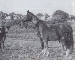 broodmare Libelle (Trakehner, 1940, from Erbherr)