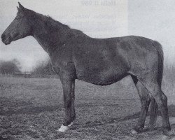 Zuchtstute Ilonka (Trakehner, 1938)