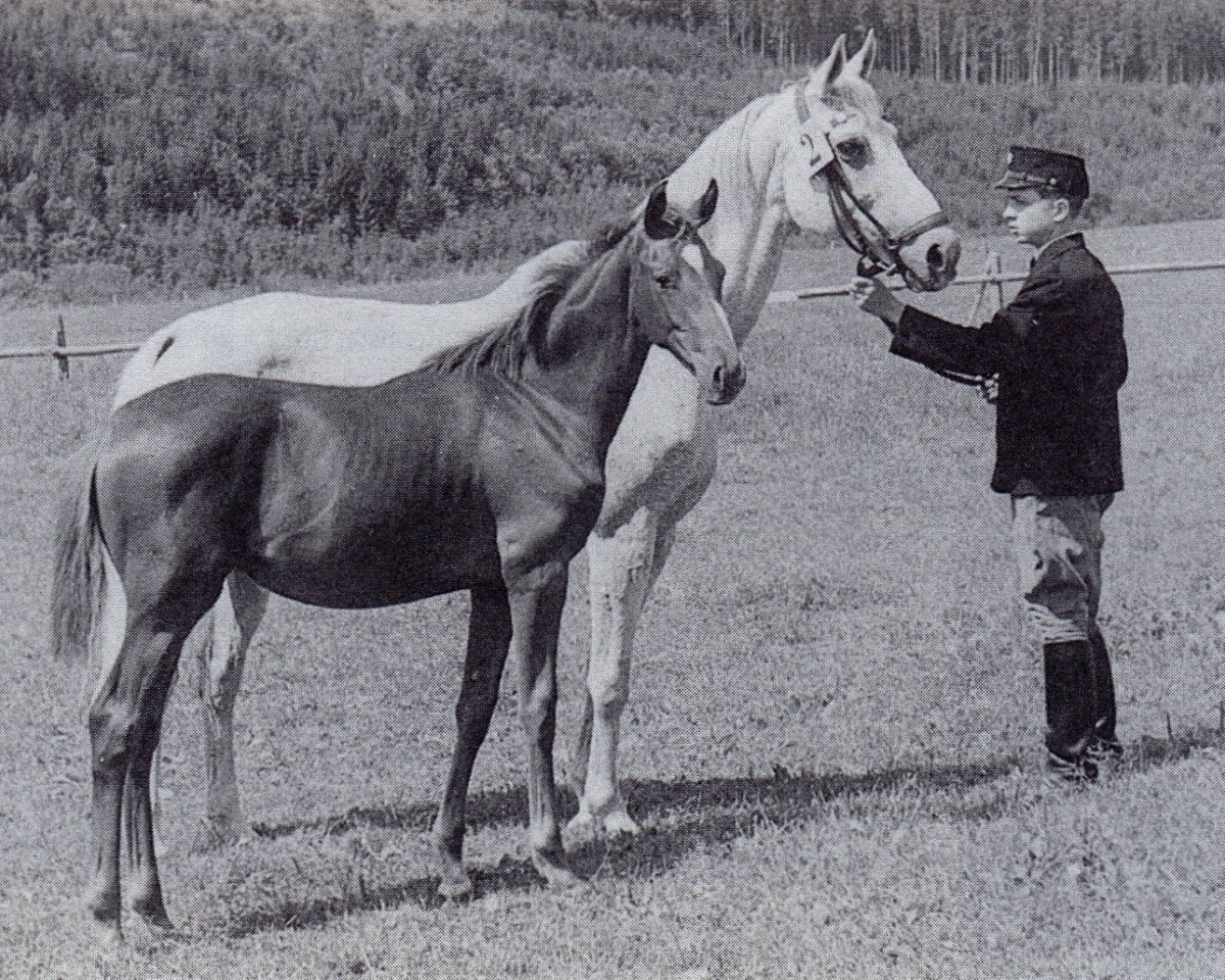 broodmare Hella II (Trakehner, 1945, from Marywil xx)