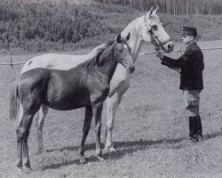 Zuchtstute Hella II (Trakehner, 1945, von Marywil xx)