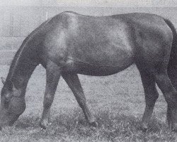 broodmare Heimkehr (Trakehner, 1957, from Heimdal)