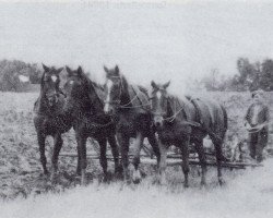 broodmare Hausdame (Trakehner, 1940, from Faun)