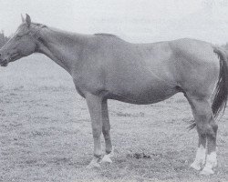 Zuchtstute Hannelore (Trakehner, 1943, von Hartmut)