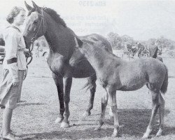 Zuchtstute Gundula (Trakehner, 1941, von Hypnos)