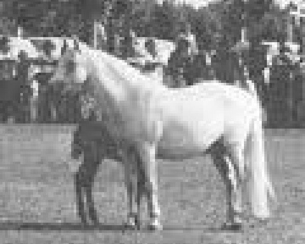 Zuchtstute Glann Beauty (Connemara-Pony, 1963, von Island King)