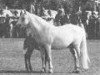 Zuchtstute Glann Beauty (Connemara-Pony, 1963, von Island King)