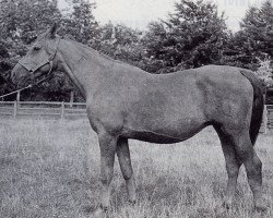 Zuchtstute Glühlampe (Trakehner, 1942, von Discont)