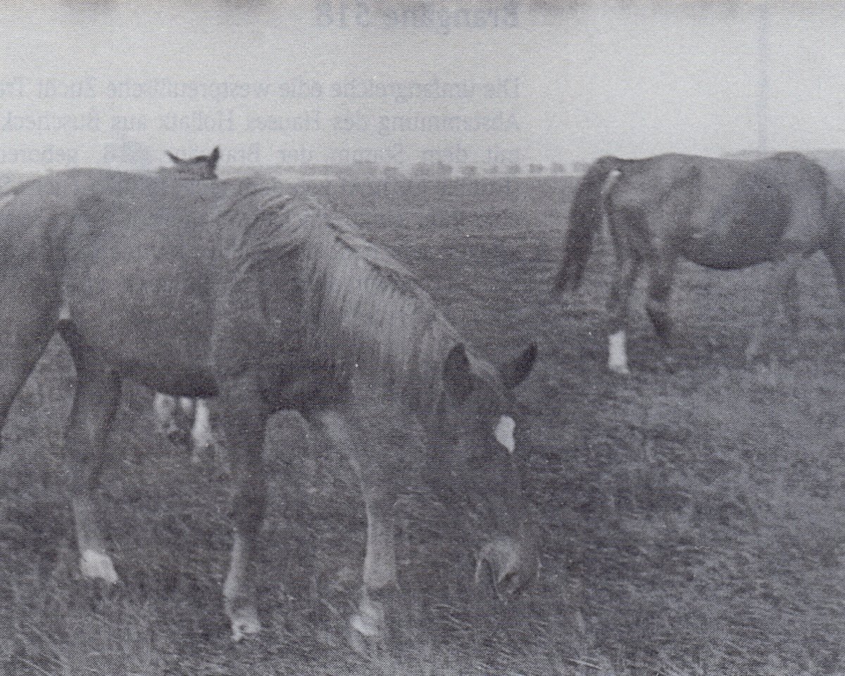 Zuchtstute Forstraetin (Trakehner, 1941, von Martini 4190)