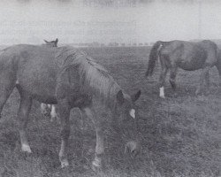 broodmare Forstraetin (Trakehner, 1941, from Martini)