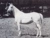 broodmare Fee (Trakehner, 1930, from Nordwest)