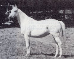 broodmare Fee (Trakehner, 1930, from Nordwest)