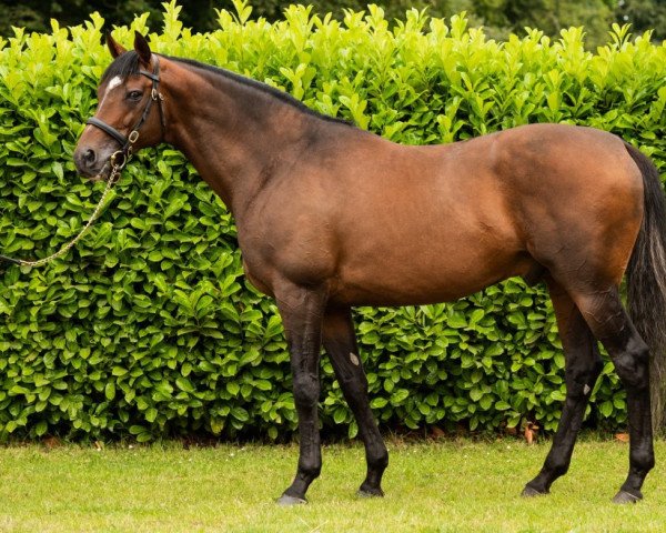 stallion Kew Gardens xx (Thoroughbred, 2015, from Galileo xx)