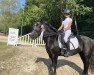 dressage horse Magnum Rosalin (Dartmoor Pony, 2010, from Magnum Windstar)