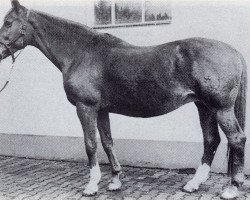 broodmare Ella (Trakehner, 1941)