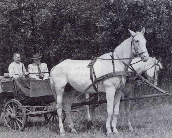 Zuchtstute Elfe (Trakehner, 1940, von Adamas ox)