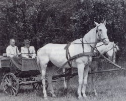 broodmare Elfe H 5021 (Trakehner, 1940, from Adamas ox)