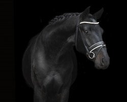 stallion Dark Dominator (Holsteiner, 2019, from Dominator 2000 Z)