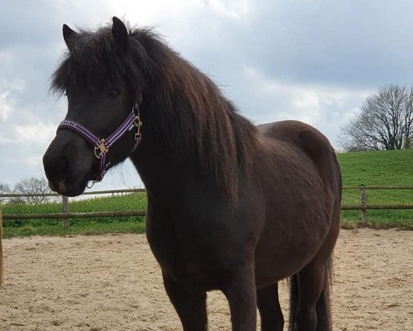 Pferd Mjaðveig von der Beeke (Islandpferd, 2018)