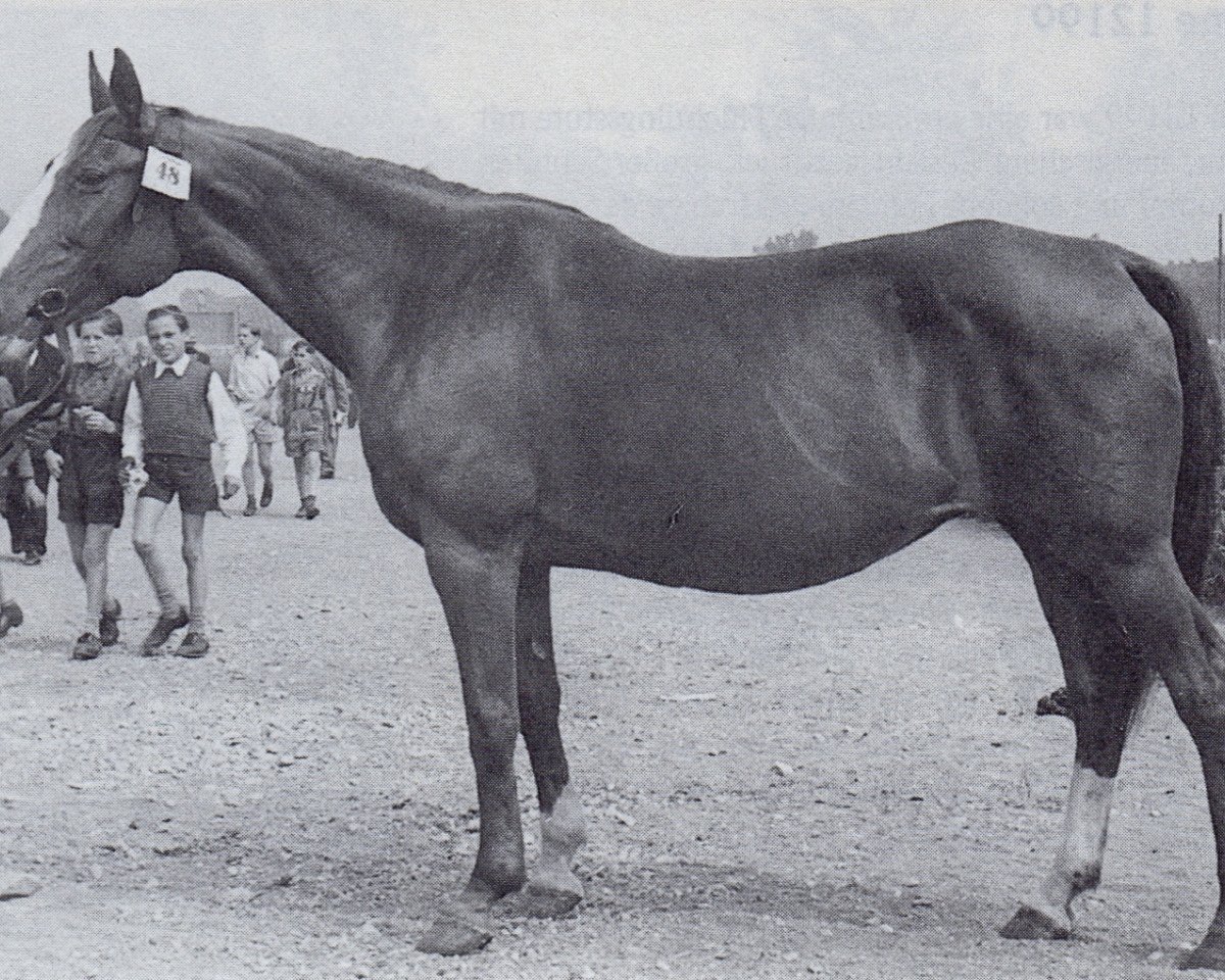 Zuchtstute Elba (Trakehner, 1938, von Sand)