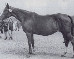 Zuchtstute Elba (Trakehner, 1938, von Sand)