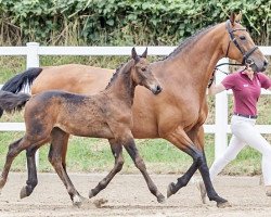 broodmare Amina (Holsteiner, 2008, from Indoctro)