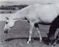 broodmare Donna (Trakehner, 1939, from Cancara 457)