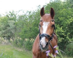 horse Gambia 36 (Hanoverian, 1993, from Grand Galopin)